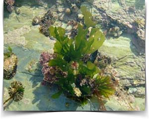 Fucus Cellulite